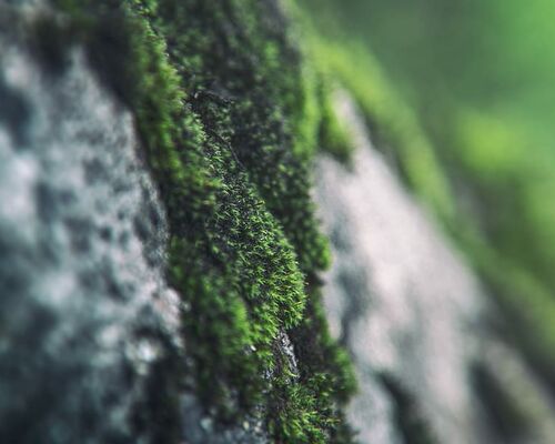 green-tree-woodland-forest